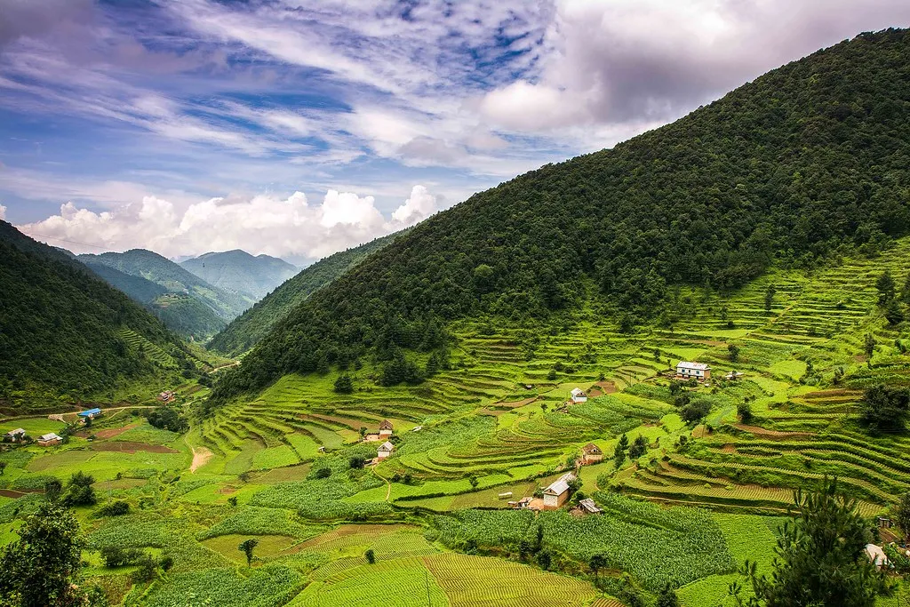 Green paddy fields on a hillside in Nepal